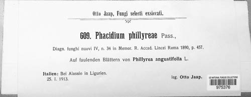 Phacidium phillyreae image